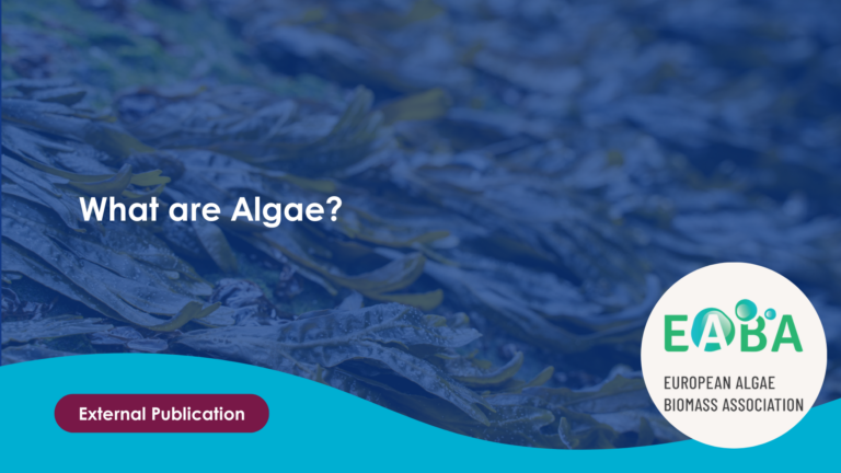 What are Algae