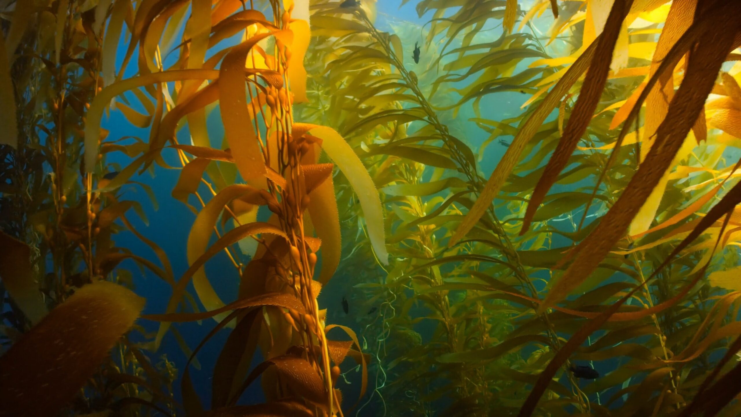 Unlocking the potential of algae for a thriving blue bioeconomy in ...
