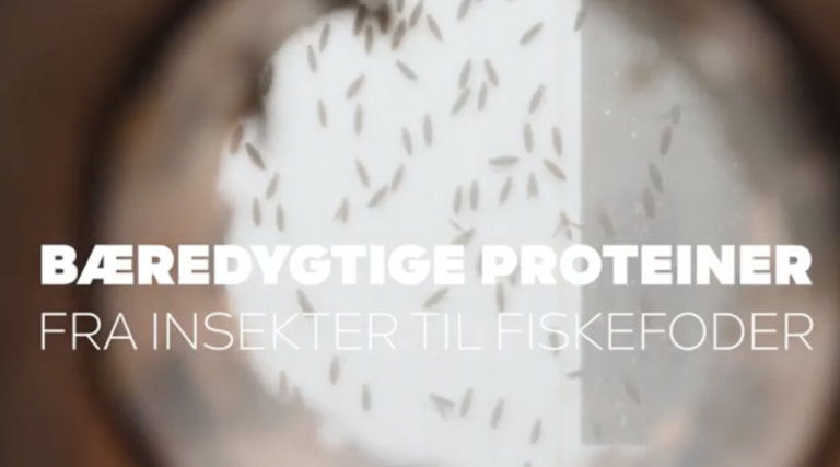 Sustainable proteins – from insects to fish feed